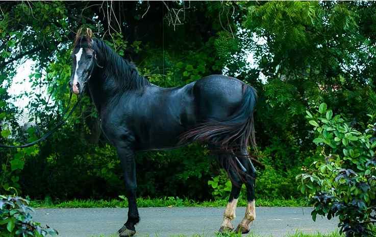 Marwari Horse