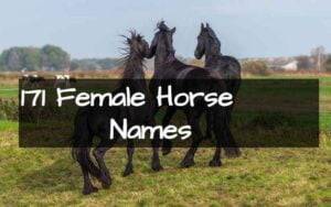 1,000 Unique Gurl Horse Names for Your Mare or Filly