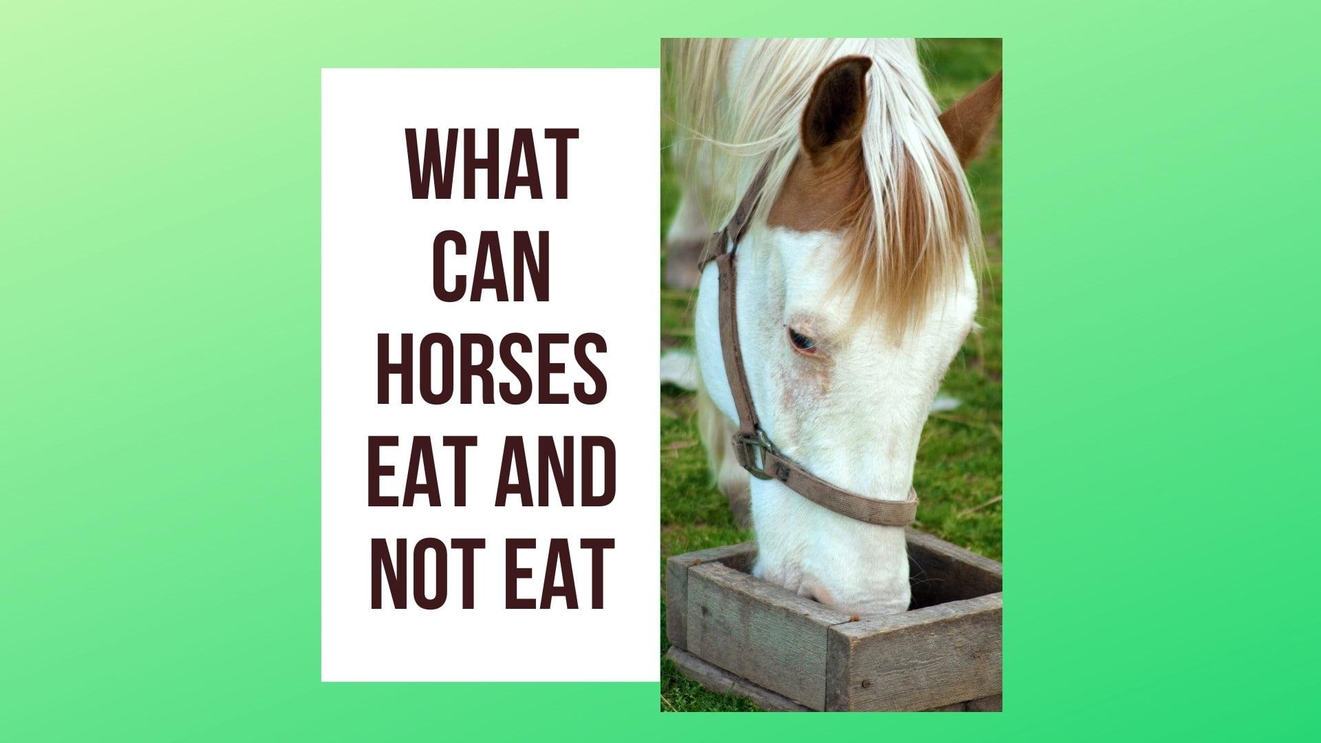 What Can Horses Eat and Not Eat