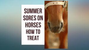 Summer Sores On Horses