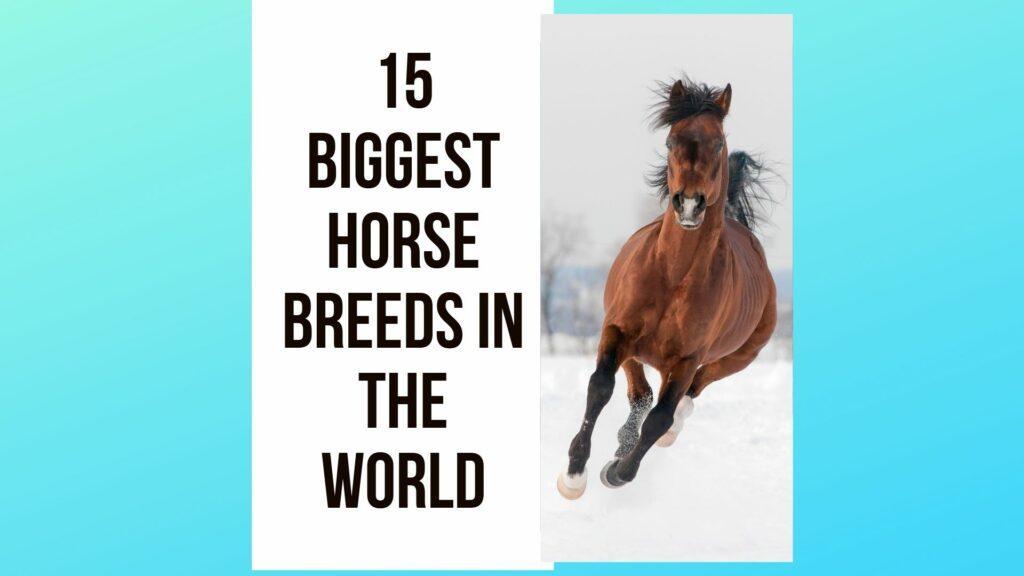 15 Biggest Horse Breeds In The World