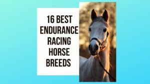 16 Best Endurance Racing Horse Breeds Worldwide