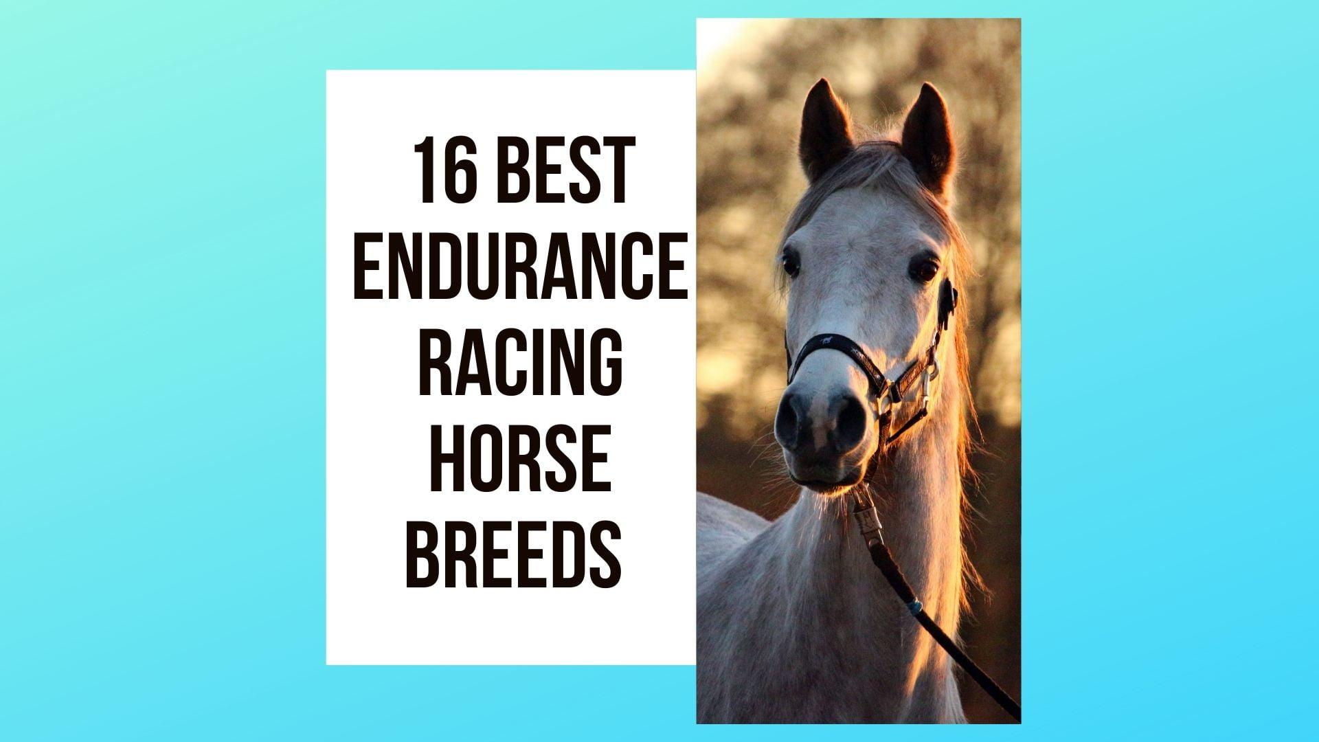 You are currently viewing The 10 Best Endurance Racing Horse Breeds Worldwide