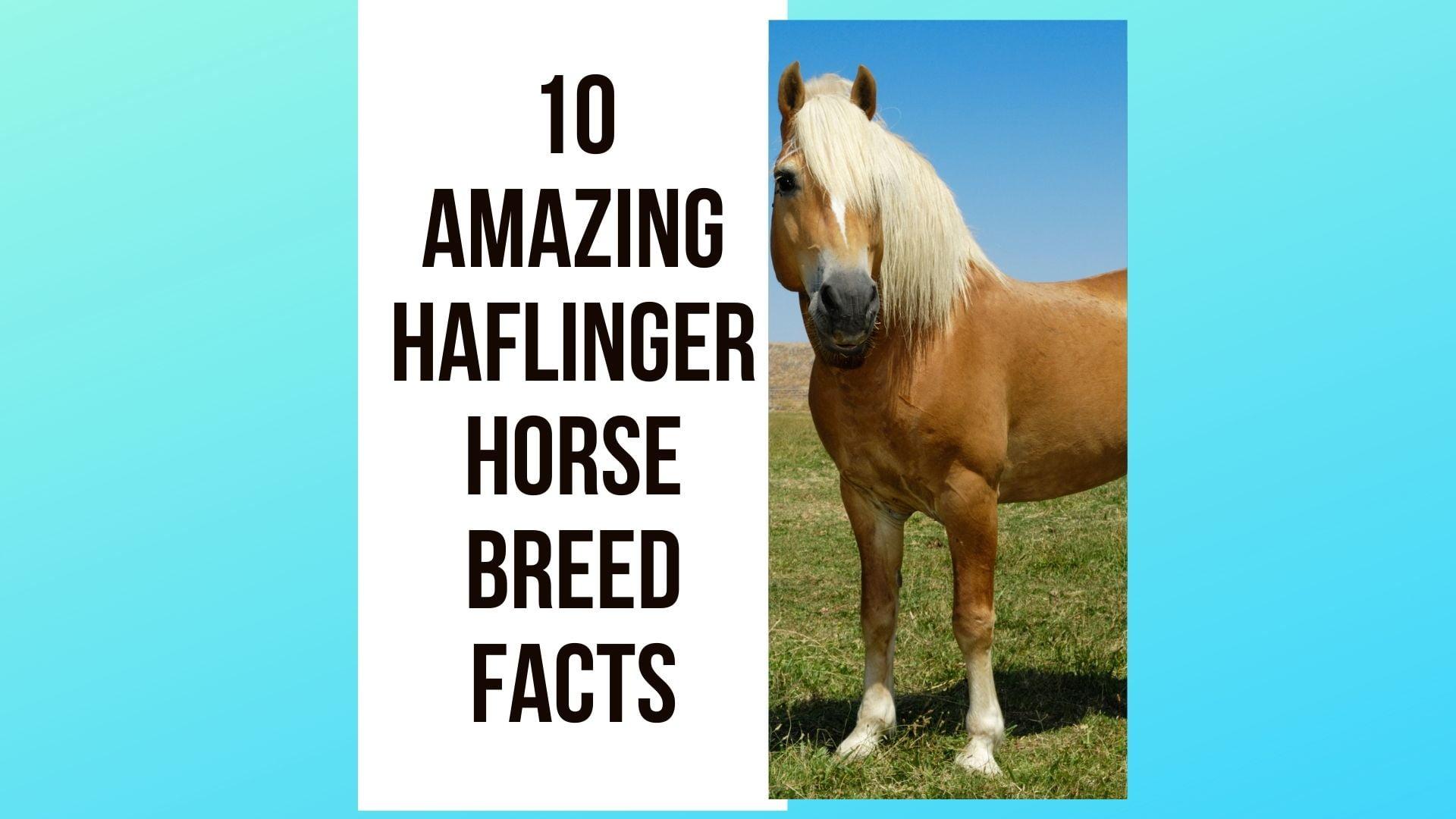 Haflinger Horse Facts