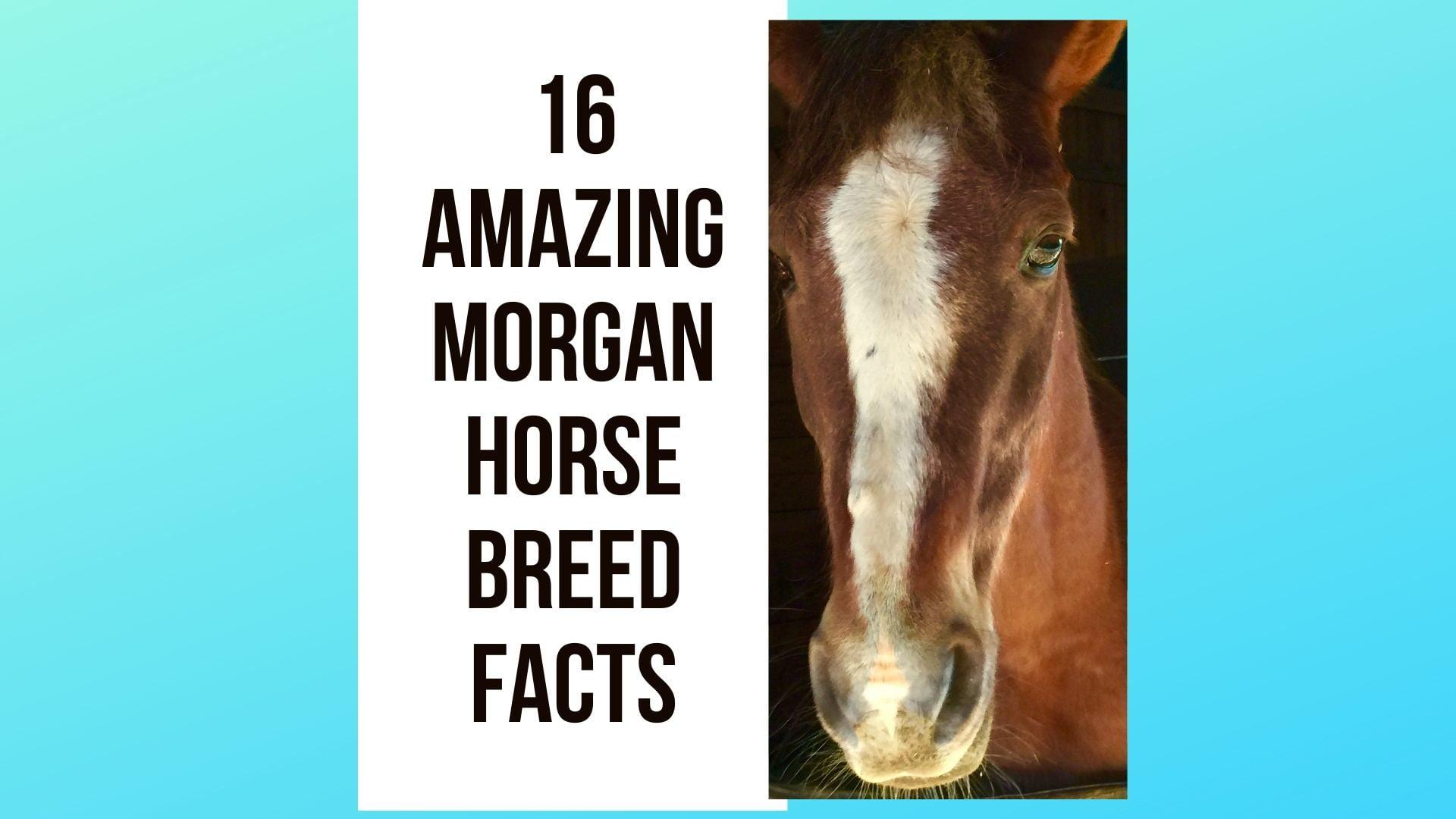 16 Amazing Morgan Horse Breed facts