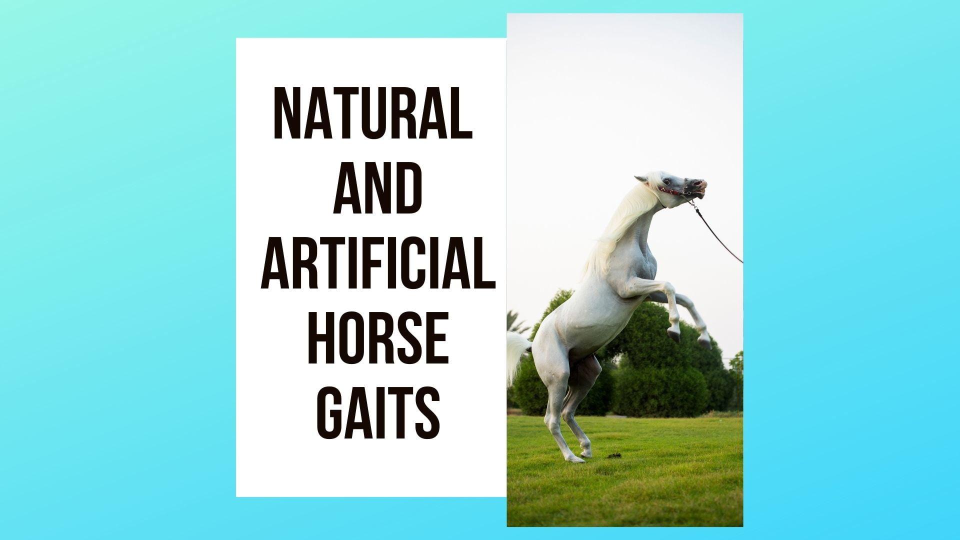 Natural & Artificial Horse Gaits