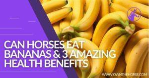 Read more about the article Can Horses Eat Bananas