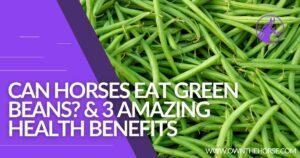 Read more about the article Can Horses Eat Green Beans & 3 Amazing Health Benefits