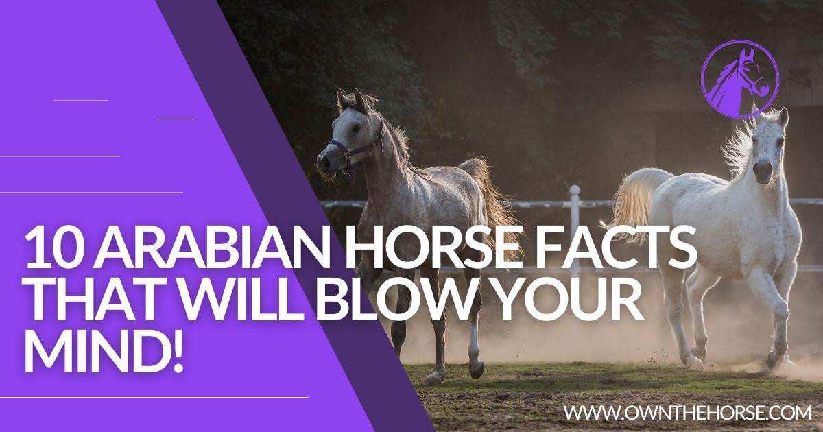 Arabian Horse Facts