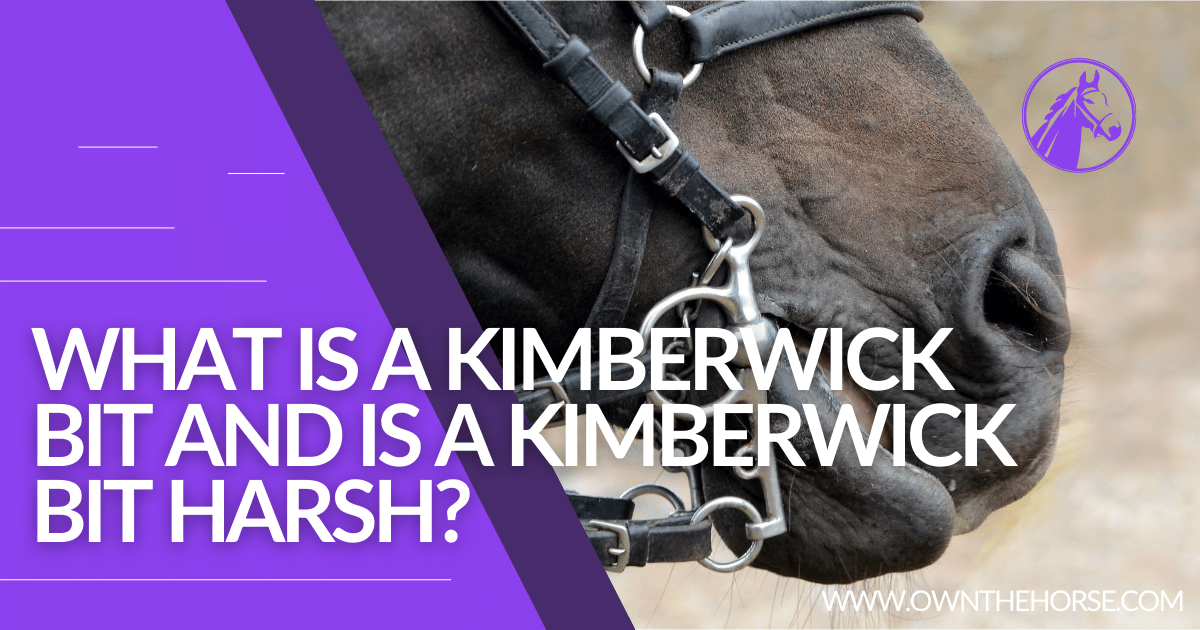 Kimberwick Bit in Horse