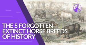 Read more about the article The 5 Forgotten Extinct Horse Breeds of History