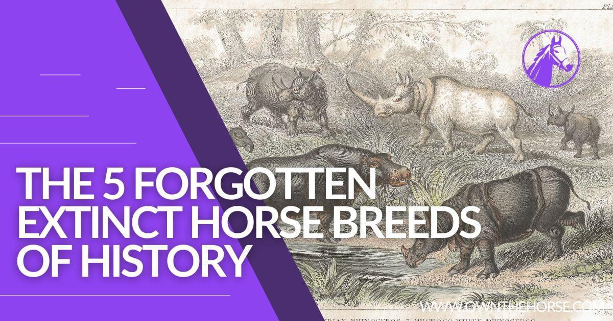 You are currently viewing The 5 Forgotten Extinct Horse Breeds of History
