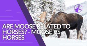 Read more about the article Are Moose Related To Horses? – Moose VS Horses