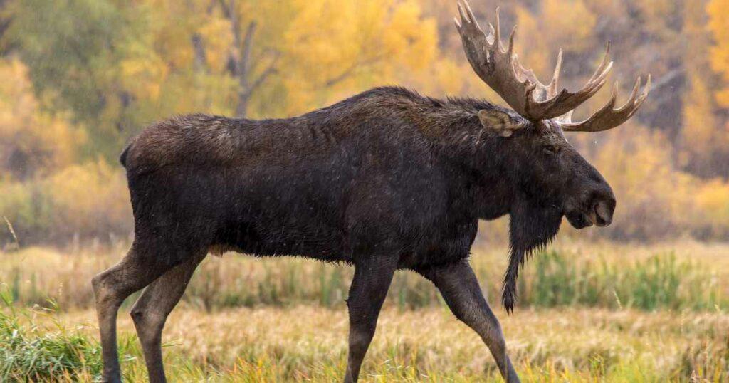 Are Moose Related To Horses? - Moose VS Horses