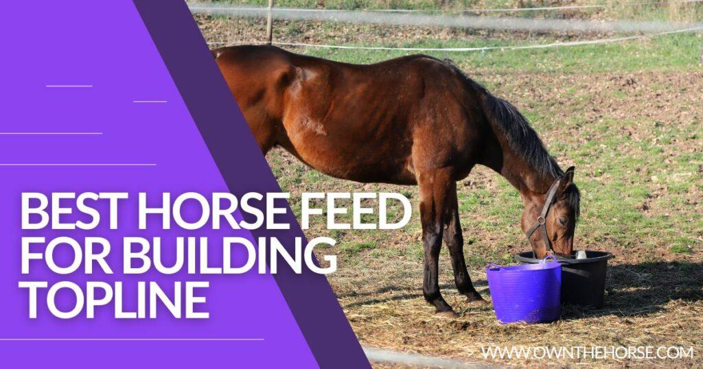 Best Horse Feed For Building Topline