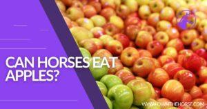 Read more about the article Can Horses Eat Apples?