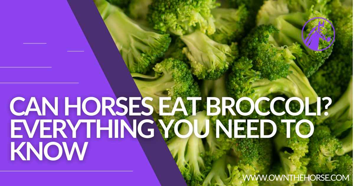 You are currently viewing Can Horses Eat Broccoli? Everything You Need To Know