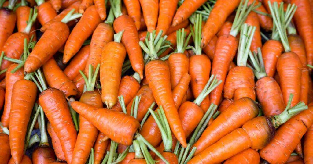 Can Horses Eat Carrots