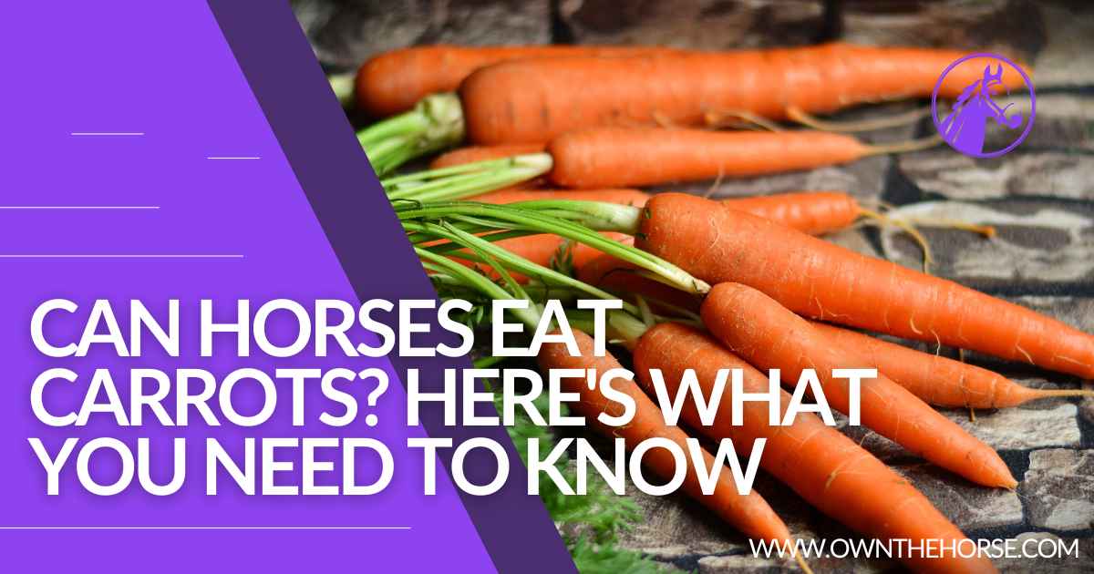 You are currently viewing Can Horses Eat Carrots? Here’s What You Need To Know