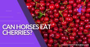 Read more about the article Can Horses Eat Cherries: A Comprehensive Guide