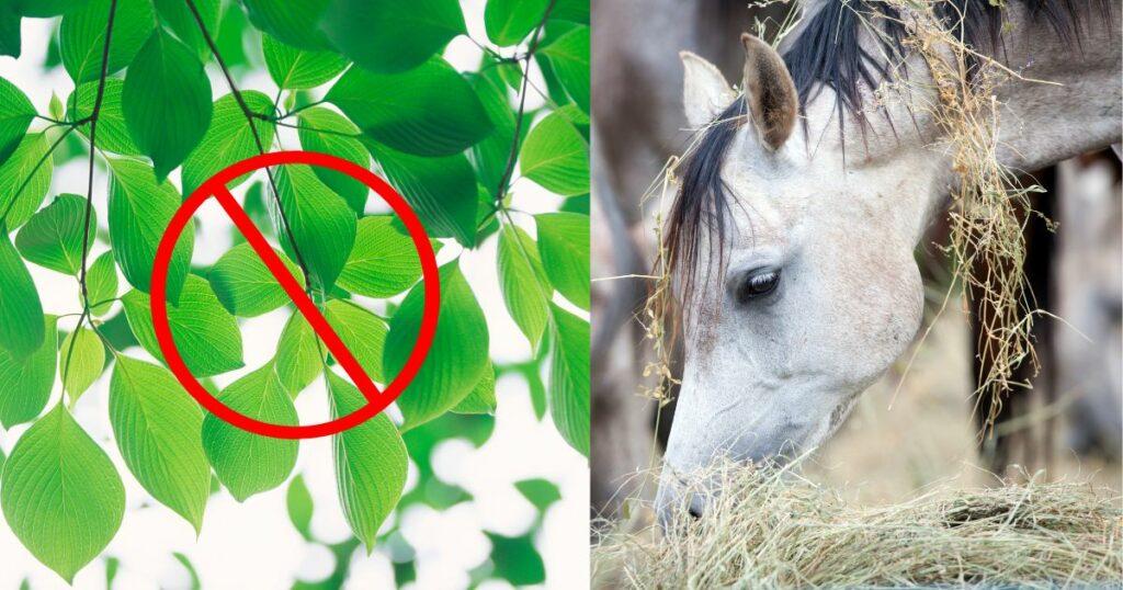 Can Horses Eat Cherries - No Horses Can Not Eat Cherry Tree Leaves