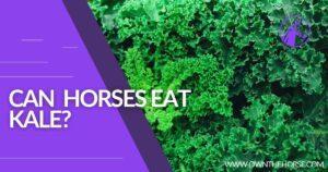 Read more about the article Can Horses Eat Kale? Everything You Need To Know