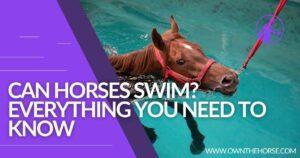 Read more about the article Are Horses Good Swimmers? 6 Amazing Benefits Of Swimming For Horses