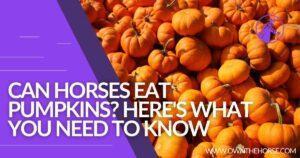 Read more about the article Can Horses Eat Pumpkin? Here’s What You Need to Know