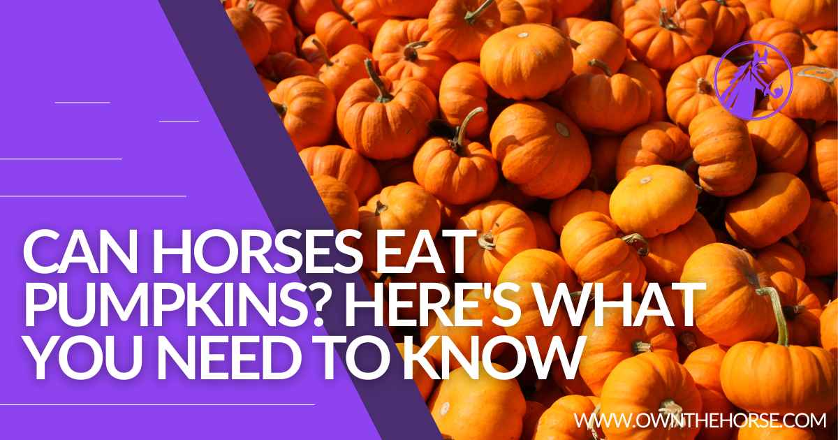 You are currently viewing Can Horses Eat Pumpkin? Here’s What You Need to Know