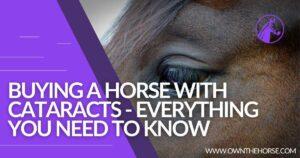 Read more about the article Buying A Horse With Cataracts – Everything You Need To Know