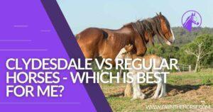 Read more about the article Clydesdale Horse vs Regular Horse – Which Is Best For Me?