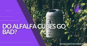 Read more about the article Do Alfalfa Cubes Go Bad & How Long Do Alfalfa Cubes Last?