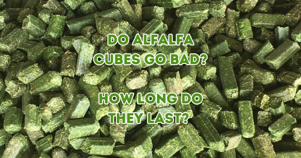 Do Alfalfa Cubes Go Bad? How long do they last?