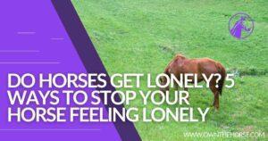 Read more about the article Do Horses Get Lonely? 5 Ways To Stop Your Horse Feeling Lonely
