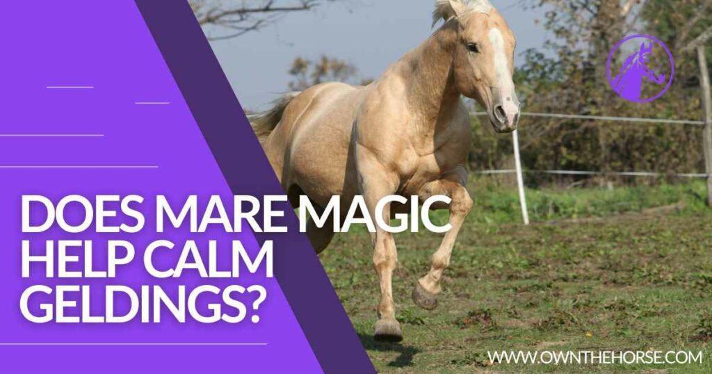 Mare Magic For Geldings : Does Mare Magic Calm Geldings?