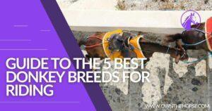 Read more about the article Guide To The 5 Best Donkey Breeds for Riding