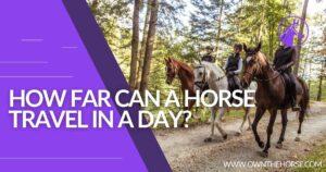 Read more about the article How Far Can A Horse Travel In A Day?