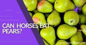 Read more about the article Can Horses Eat Pears? Horse Nutrition Guide