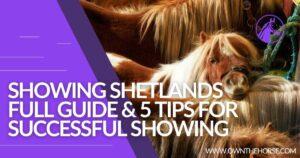 Read more about the article Showing Shetlands : Full Guide & 5 Tips for Successful Showing