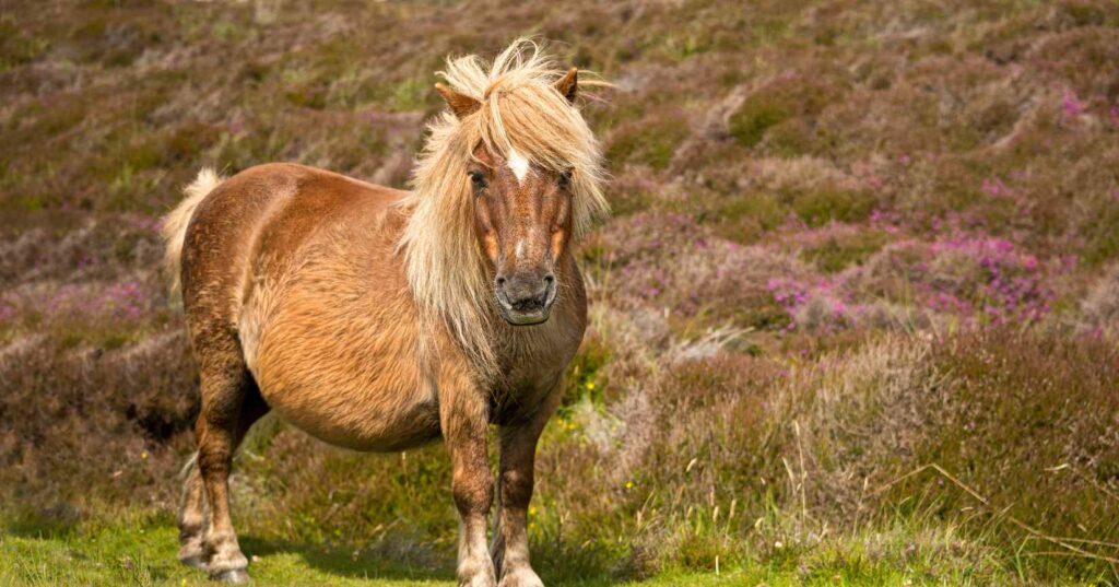 Showing Shetlands - Image Of Shetland Pony