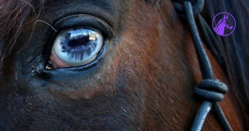 wall eye in horses - example of wall eye