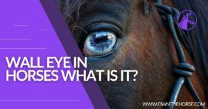 Read more about the article Wall Eye In Horses – What Is It? Wall Eye Explained