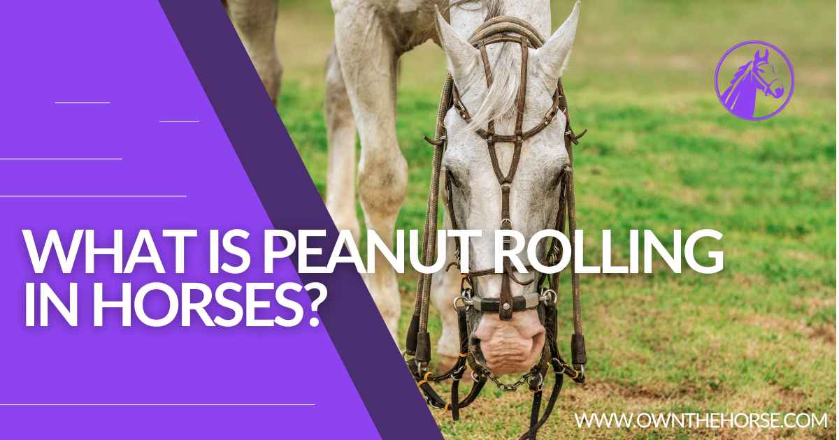 You are currently viewing What Is Peanut Rolling In Horses?