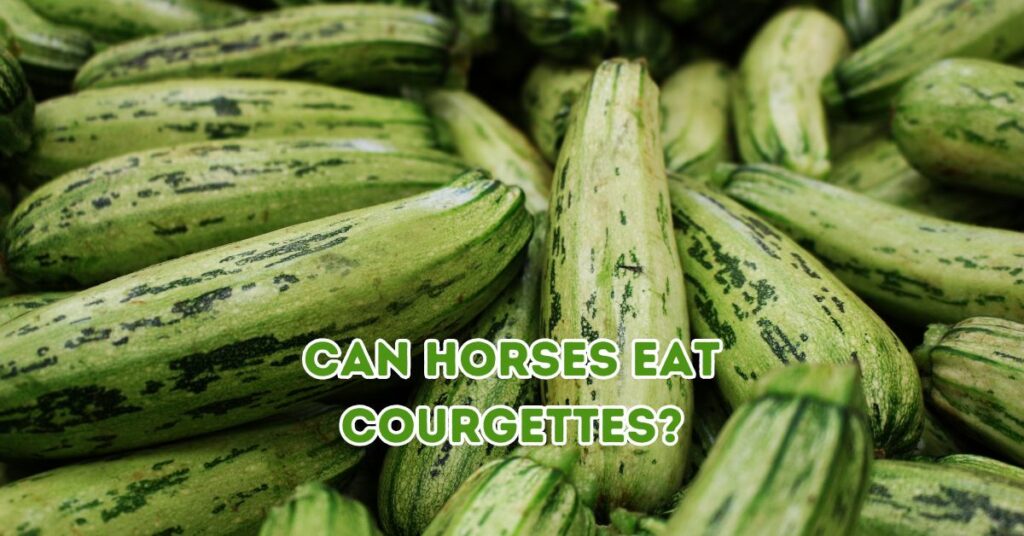 can horses eat Courgettes?
