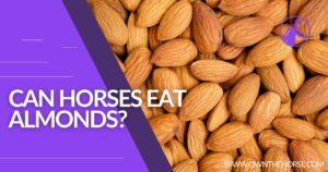 Read more about the article Can Horses Eat Almonds?