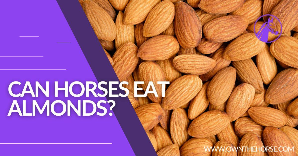 You are currently viewing Can Horses Eat Almonds?