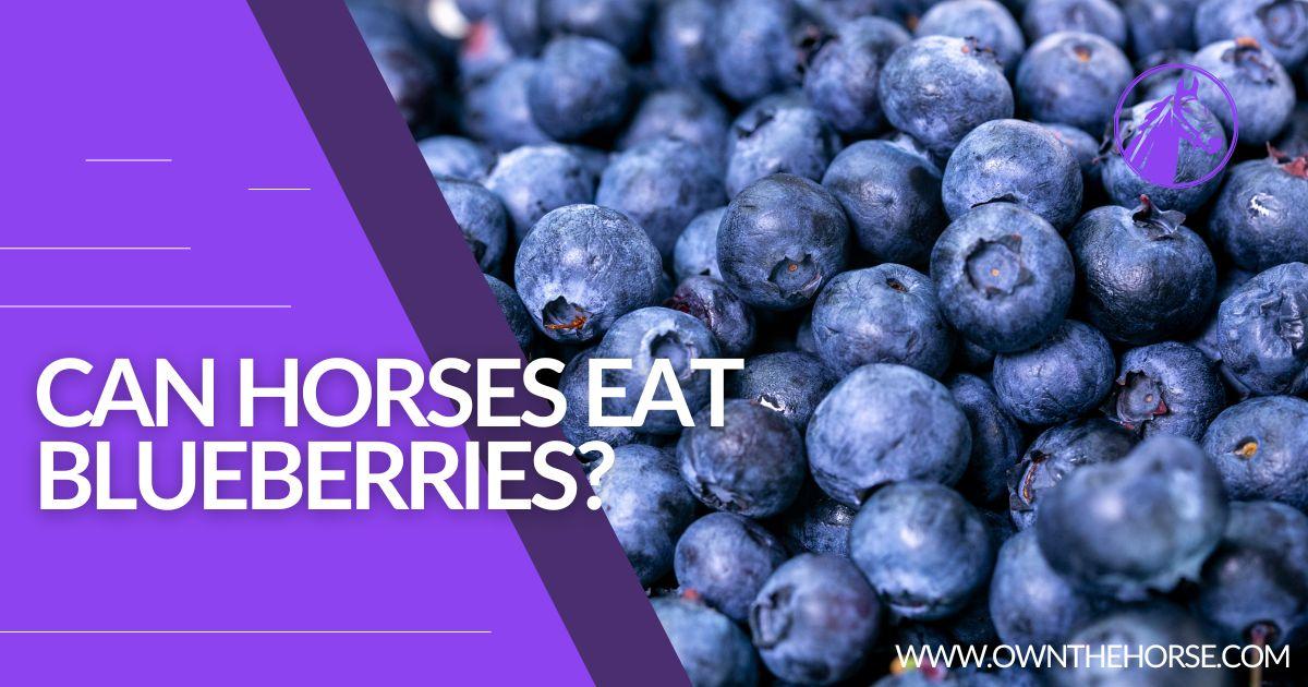 can horses eat blueberries