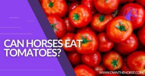 Read more about the article Can Horses Eat Tomatoes?