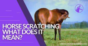 Read more about the article Horse Scratching | What Does it Mean?