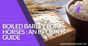 Read more about the article Boiled Barley for Horses: An In-Depth Guide